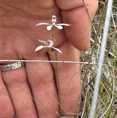 Caladenia ustulata at Denman Prospect, ACT - 29 Sep 2024