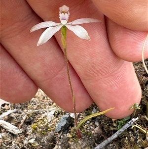 Caladenia ustulata at Denman Prospect, ACT - suppressed