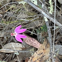 Caladenia fuscata at Denman Prospect, ACT - 29 Sep 2024 by BenHarvey