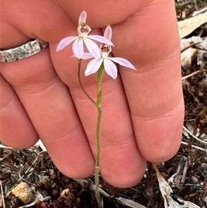 Caladenia carnea at Denman Prospect, ACT - suppressed