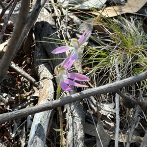 Caladenia carnea at Denman Prospect, ACT - suppressed