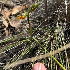 Diuris semilunulata (Late Leopard Orchid) - 1 Jan 1900 by BenHarvey