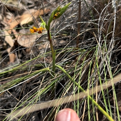 Diuris semilunulata (Late Leopard Orchid) - 1 Jan 1900 by BenHarvey