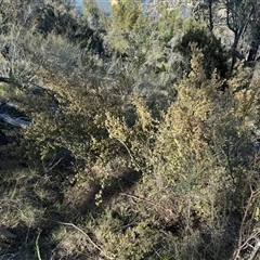 Pomaderris subcapitata at Strathnairn, ACT - 27 Sep 2024 09:28 AM