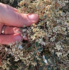 Pomaderris pallida at Strathnairn, ACT - 27 Sep 2024 09:29 AM