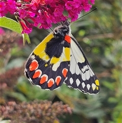 Delias aganippe (Spotted Jezebel) at Murrumbateman, NSW - 26 Dec 2023 by amiessmacro