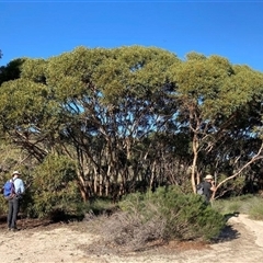 Eucalyptus leprophloia (Scaly-Butt Mallee) at Warradarge, WA - 25 Jul 2022 by MichaelBedingfield