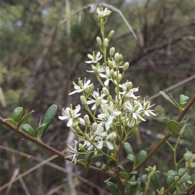 Bursaria spinosa (Native Blackthorn, Sweet Bursaria) at Conder, ACT - 7 Jan 2024 by MichaelBedingfield