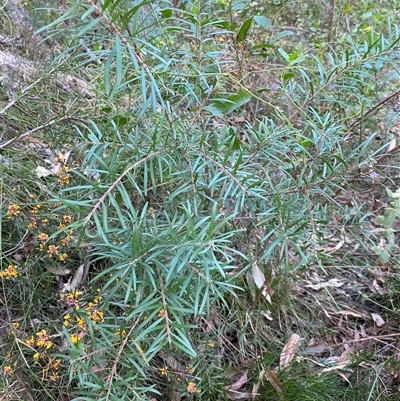 Persoonia linearis (Narrow-leaved Geebung) at Coolagolite, NSW - 27 Sep 2024 by timharmony