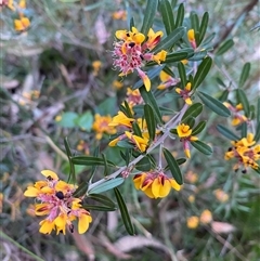 Pultenaea daphnoides (Large-leaf Bush-pea) at Coolagolite, NSW - 27 Sep 2024 by timharmony