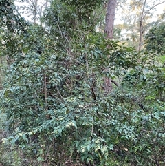 Backhousia myrtifolia (Carrol, Grey Myrtle, Cinnamon Myrtle) at Coolagolite, NSW - 27 Sep 2024 by timharmony