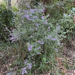 Prostanthera incisa (Cut-leaf Mint-bush) at Coolagolite, NSW - 27 Sep 2024 by timharmony