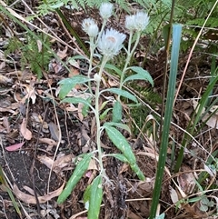 Coronidium elatum subsp. elatum (Tall Everlasting) at Coolagolite, NSW - 27 Sep 2024 by timharmony