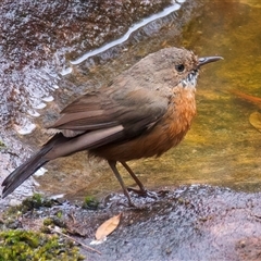 Origma solitaria (Rockwarbler) at Appin, NSW - 3 Oct 2024 by jb2602