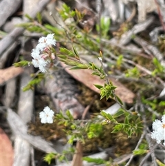 Leucopogon virgatus (Common Beard-heath) at Windellama, NSW - 2 Oct 2024 by JaneR