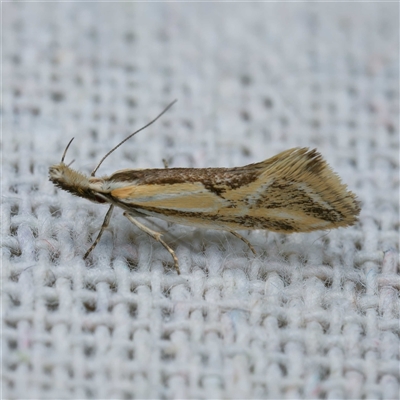 Thema macroscia (A concealer moth) at Harrison, ACT - 3 Oct 2024 by DPRees125