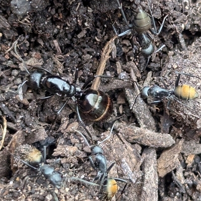 Camponotus aeneopilosus (A Golden-tailed sugar ant) at Page, ACT - 4 Oct 2024 by CattleDog