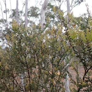 Acacia aureocrinita at Windellama, NSW - 2 Oct 2024