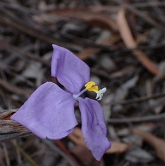 Patersonia sericea (silky purple-flag) at Windellama, NSW - 2 Oct 2024 by AnneG1