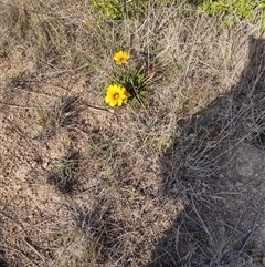 Gazania x splendens (Gazania) at Chisholm, ACT - 27 Sep 2024 by PatMASH