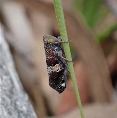 Platybrachys decemmacula (Green-faced gum hopper) at Windellama, NSW - 2 Oct 2024 by AnneG1