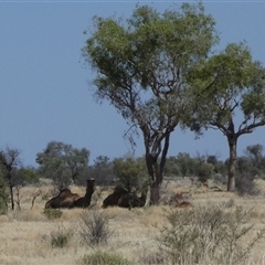 Camelus dromedarius (Camel, Dromedary) at Gibson Desert North, WA - 27 Aug 2024 by Paul4K