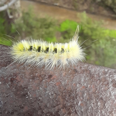 Trichiocercus sparshalli at Kings Park, WA - 4 Oct 2024 by VanceLawrence