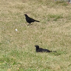 Corcorax melanorhamphos at Lyneham, ACT - 4 Oct 2024 11:41 AM