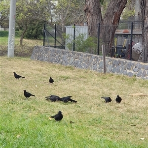 Corcorax melanorhamphos at Lyneham, ACT - 4 Oct 2024 11:41 AM