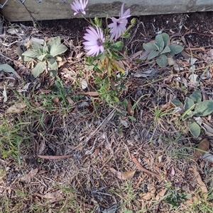 Dimorphotheca ecklonis at Chisholm, ACT - 27 Sep 2024