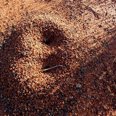 Unidentified Ant (Hymenoptera, Formicidae) at Gibson Desert North, WA - 27 Aug 2024 by Paul4K