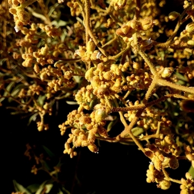 Unverified Other Shrub at Gibson Desert North, WA - 27 Aug 2024 by Paul4K