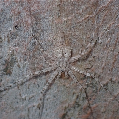 Tamopsis eucalypti (A two-tailed spider) at Windellama, NSW - 2 Oct 2024 by AnneG1