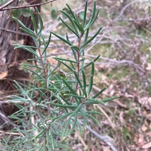 Persoonia mollis subsp. livens at Windellama, NSW - 2 Oct 2024 01:08 PM