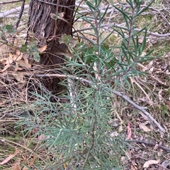 Persoonia mollis subsp. livens at Windellama, NSW - 2 Oct 2024 01:08 PM