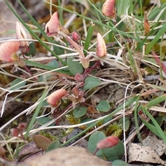 Bossiaea prostrata (Creeping Bossiaea) at Windellama, NSW - 2 Oct 2024 by AnneG1