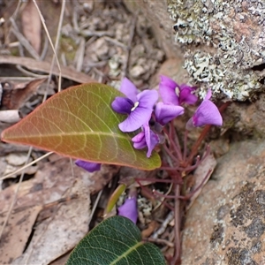 Hardenbergia violacea at Windellama, NSW - 2 Oct 2024