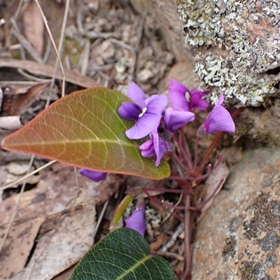 Hardenbergia violacea (False Sarsaparilla) at Windellama, NSW - 2 Oct 2024 by AnneG1