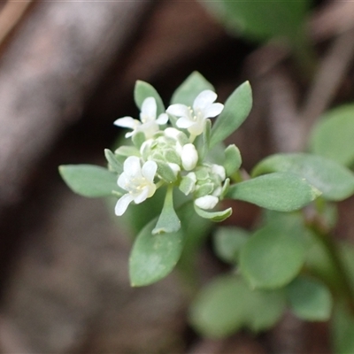 Poranthera microphylla (Small Poranthera) at Windellama, NSW - 2 Oct 2024 by AnneG1