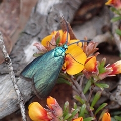 Pollanisus (genus) (A Forester Moth) at Windellama, NSW - 2 Oct 2024 by AnneG1