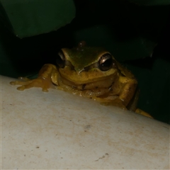 Litoria ewingii (Ewing's Tree Frog) at Freshwater Creek, VIC - 5 Sep 2024 by WendyEM