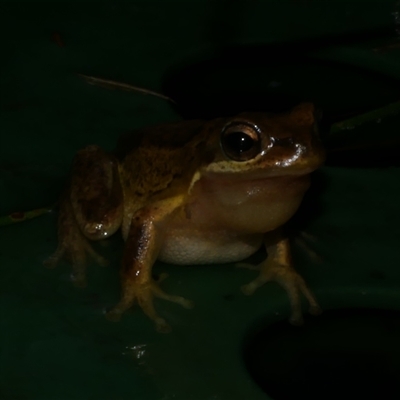 Litoria ewingii (Ewing's Tree Frog) at Freshwater Creek, VIC - 5 Sep 2024 by WendyEM