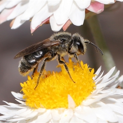 Lasioglossum (Chilalictus) lanarium (Halictid bee) at Yarralumla, ACT - 2 Oct 2024 by TimL