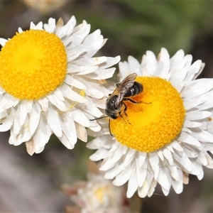 Lasioglossum (Chilalictus) lanarium at Yarralumla, ACT - 2 Oct 2024 02:49 PM