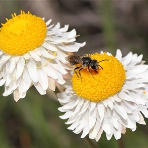 Lasioglossum (Chilalictus) lanarium at Yarralumla, ACT - 2 Oct 2024 02:49 PM