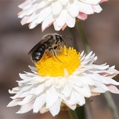 Lasioglossum (Chilalictus) lanarium at Yarralumla, ACT - 2 Oct 2024 02:49 PM