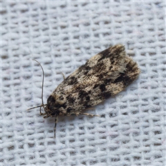 Barea zygophora (Concealer Moth) at Harrison, ACT - 3 Oct 2024 by DPRees125