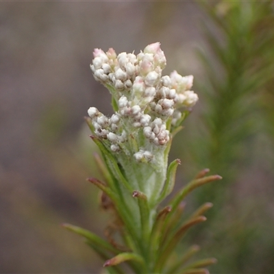 Ozothamnus diosmifolius (Rice Flower, White Dogwood, Sago Bush) at Windellama, NSW - 2 Oct 2024 by AnneG1