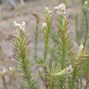 Ozothamnus diosmifolius at Windellama, NSW - 2 Oct 2024