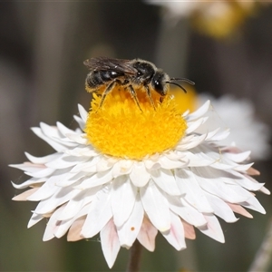 Lasioglossum (Chilalictus) lanarium at Yarralumla, ACT - 2 Oct 2024 02:51 PM